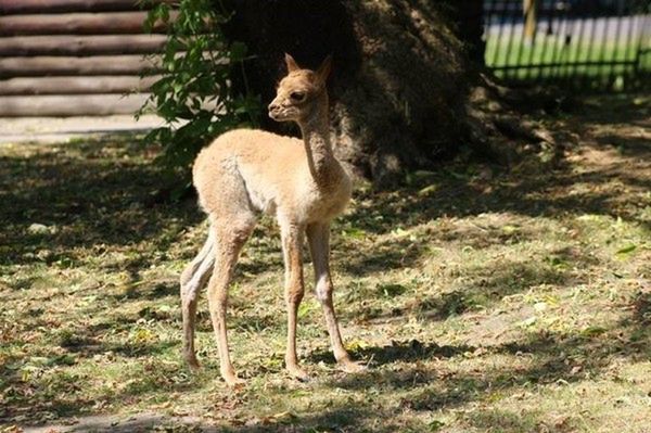 Niezwykłe narodziny w warszawskim ZOO