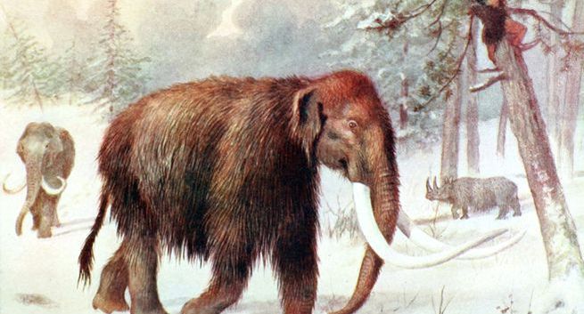 Naukowcy chcą odtworzyć mamuty; pierwsze mamuciątko może urodzić się za sześć lat