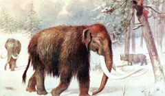 Naukowcy chcą odtworzyć mamuty; pierwsze mamuciątko może urodzić się za sześć lat