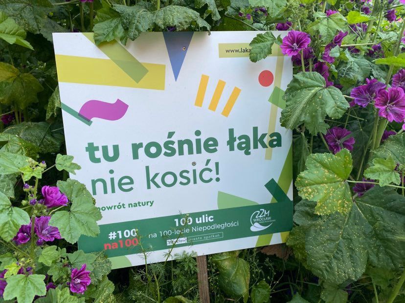 Wrocław. Kosić, nie kosić? Zostawcie łąki, niech sobie rosną!