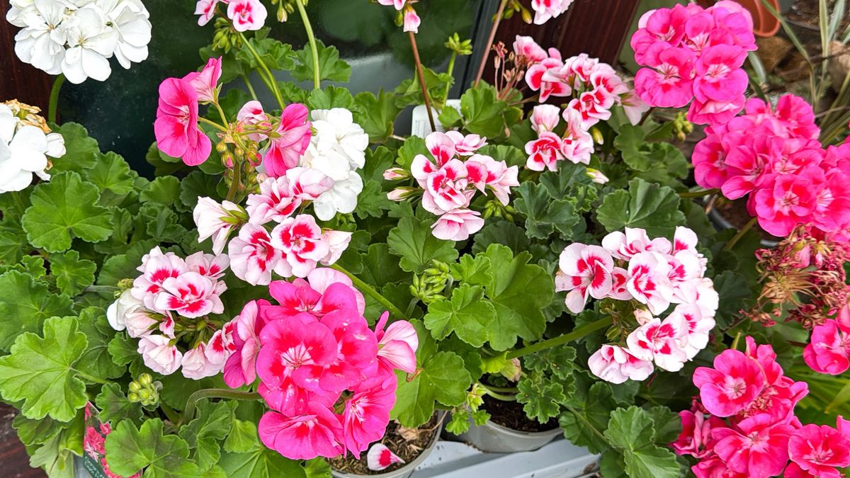 Image of pink, red, white flowering geraniums (pelargonium) in tray, summer bedding annual plants, vibrant garden displayStock photo shows a tray of pink, red, and white flowering geraniums (Pelargonium) showcases vibrant summer bedding annual plants, perfect for decorative garden displays. The colorful blooms and lush green foliage enhance outdoor spacesmtreasure