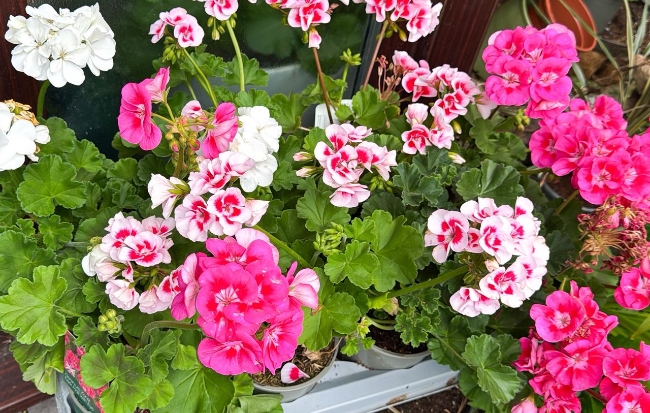 Dlaczego pelargonia nie kwitnie? Zrób tak, a obsypie się kwiatami