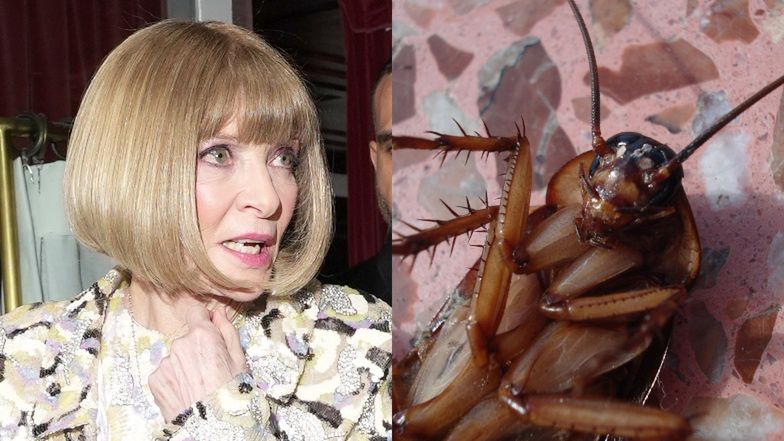 Karaluchy na Gali MET