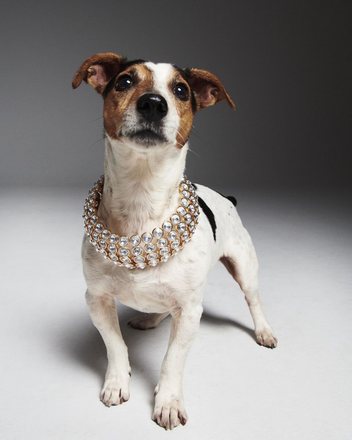 #AdoptujŚwiadomie: Szukamy domu dla pełnego energii Enej