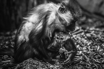 Tragiczny wypadek we wrocławskim ZOO. Nie żyje Sam