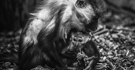 Tragiczny wypadek we wrocławskim zoo. Nie żyje Sam