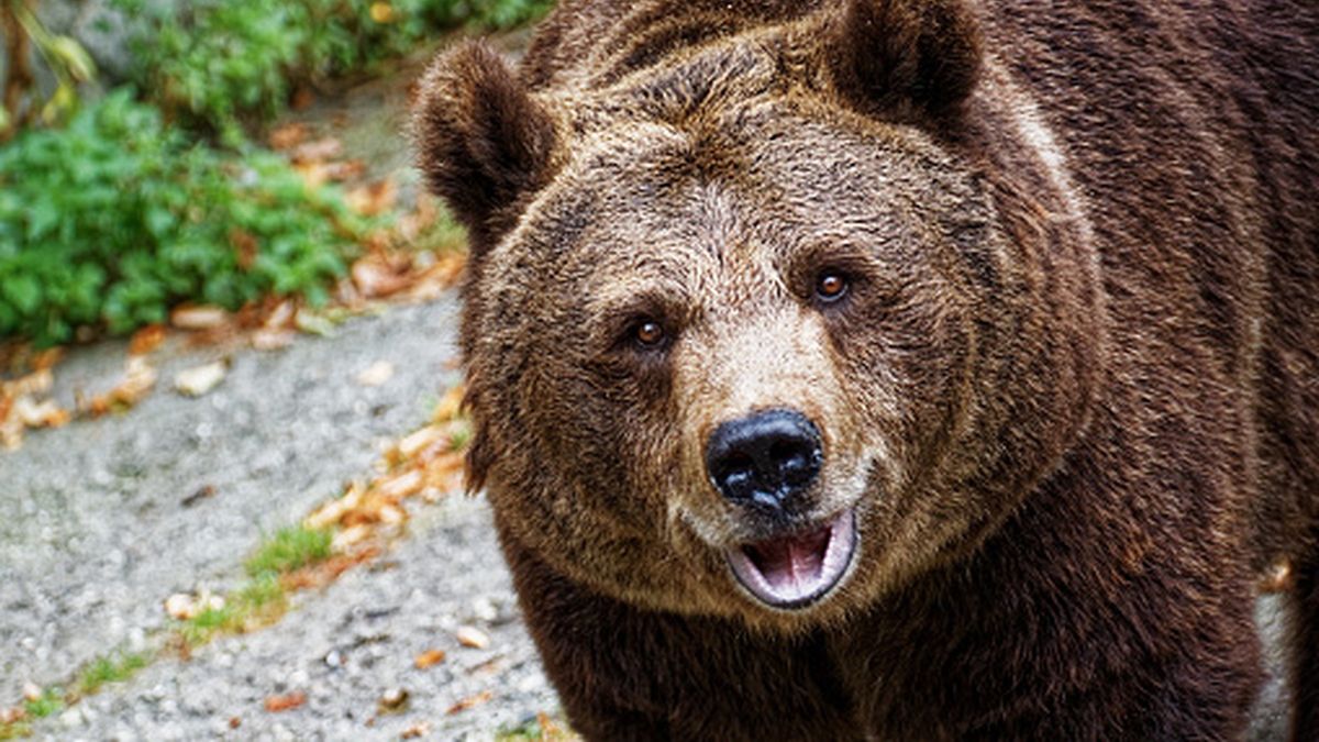 Spotkałeś niedźwiedzia? Lepiej miej się na baczności, inaczej możesz stracić zdrowie, a nawet życie!
