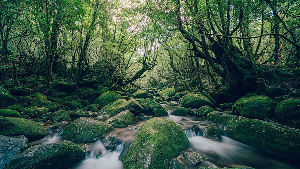 Odwiedził japoński starożytny las. Był inspiracją do stworzenia "Księżniczki Mononoke" 1