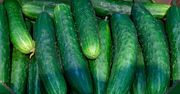 Tanie ogórki w Polsce. Litwini odkryli rosyjski import