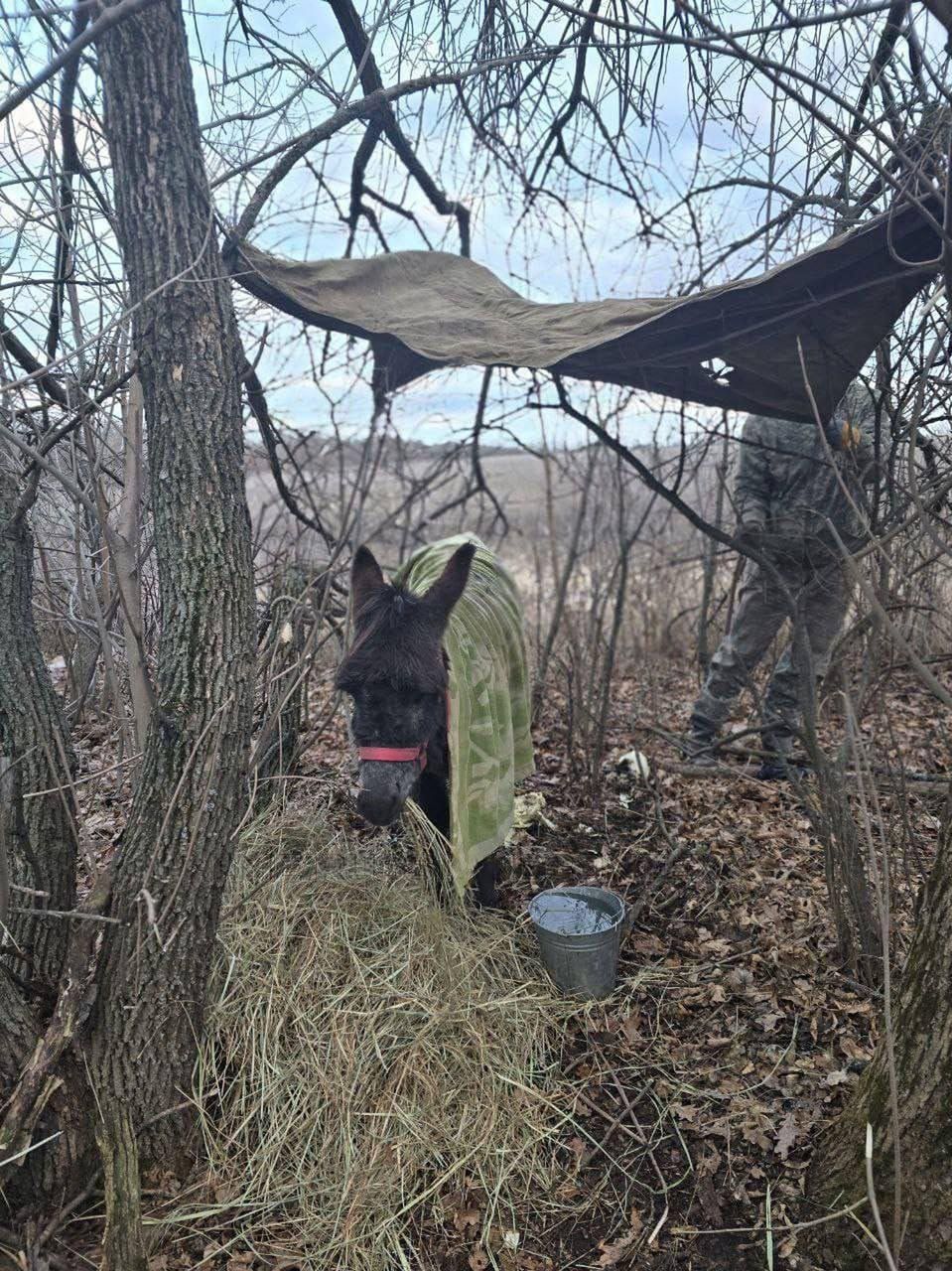 Rosyjscy żołnierze na koniach. Nowa taktyka na froncie w Donbasie