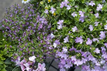 Zastąpi kultowe pelargonie? Nowy wiosenny hit balkonów