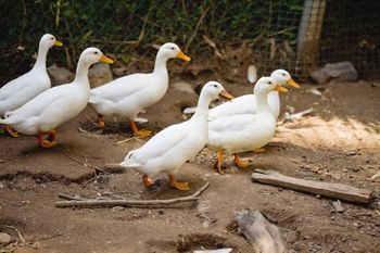 Znasz ptaki z wiejskiego podwórka? Sprawdź wiedze w krzyżówce