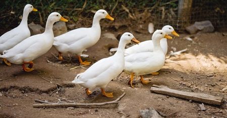 Znasz ptaki z wiejskiego podwórka? Sprawdź wiedze w krzyżówce