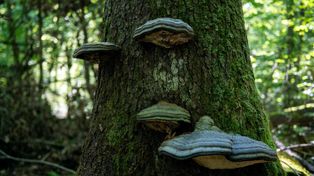Niesamowite grzyby. Gatunek potrafi zaszokować