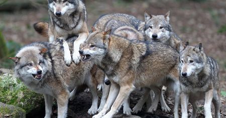 Podkarpackie. Mężczyźni przeżyli horror. Odganiali wilki piłami