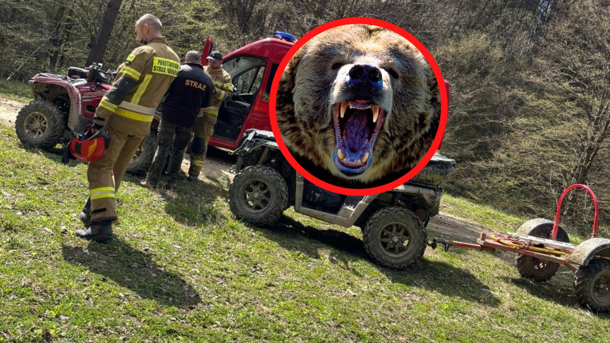 Atak niedźwiedzia. Brat ofiary zabrał głos.