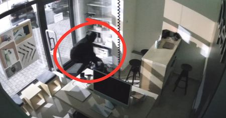 Złodziej przyszedł nocą. Nagrał go monitoring. Właściciel apeluje