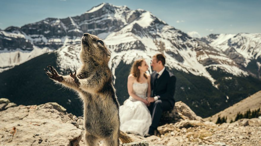 Zdjęcia ślubne ze zwierzętami zyskują coraz większą popularność. Są urocze! 1