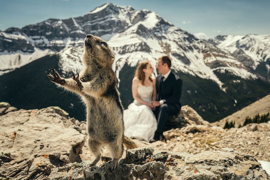 Zdjęcia ślubne ze zwierzętami zyskują coraz większą popularność. Są urocze!