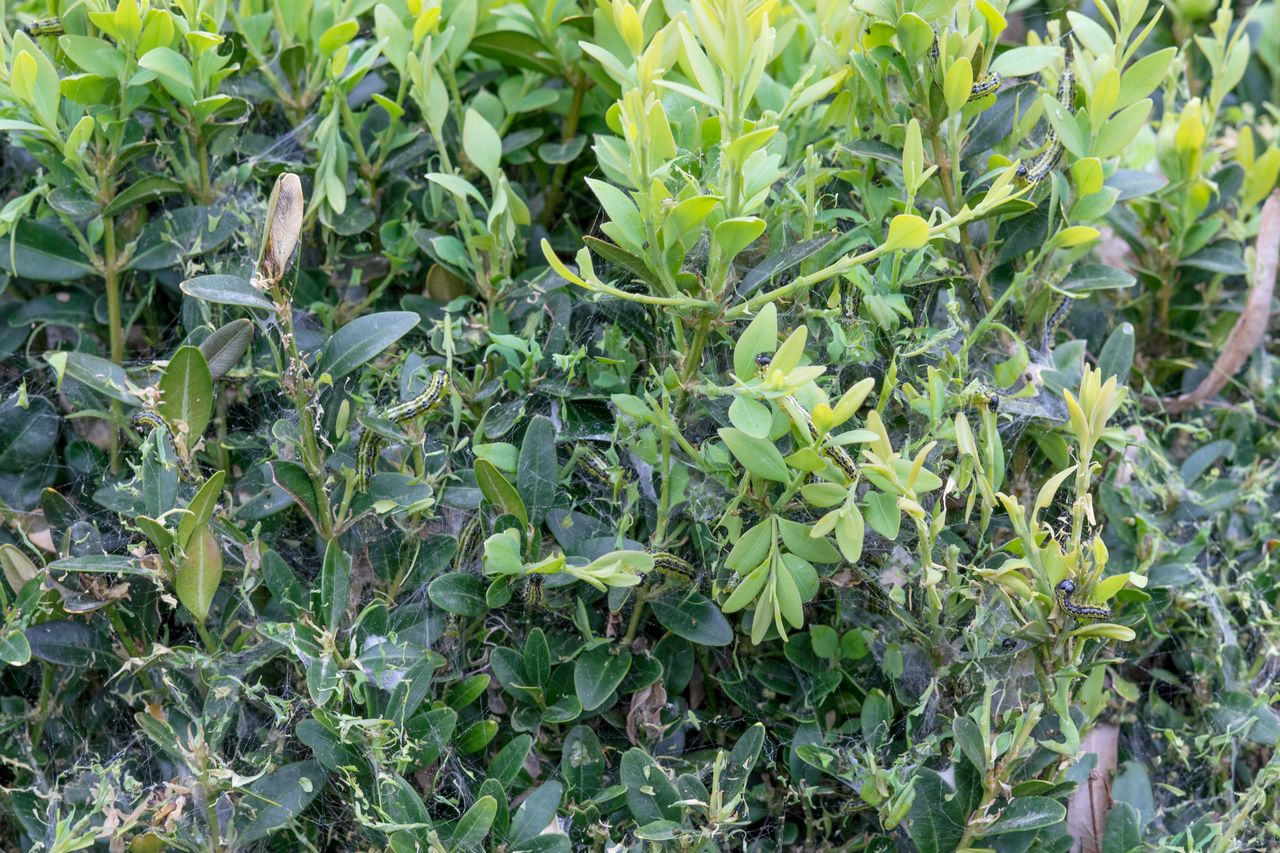 Jak pozbyć się ćmy bukszpanowej?