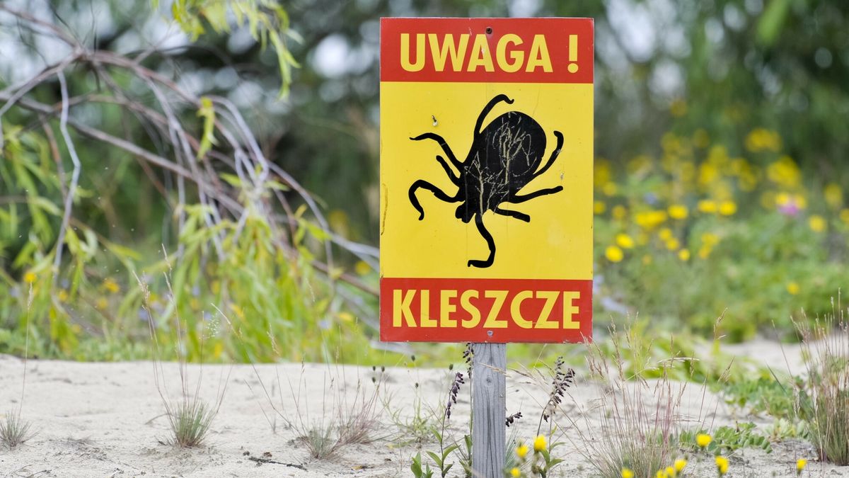 Rośnie liczba przypadków boreliozy 