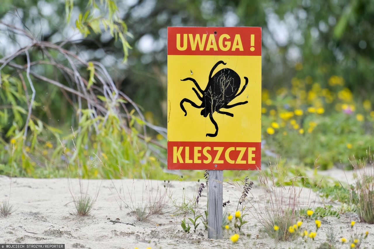 Uwaga na kleszcze. Rośnie liczba przypadków boreliozy