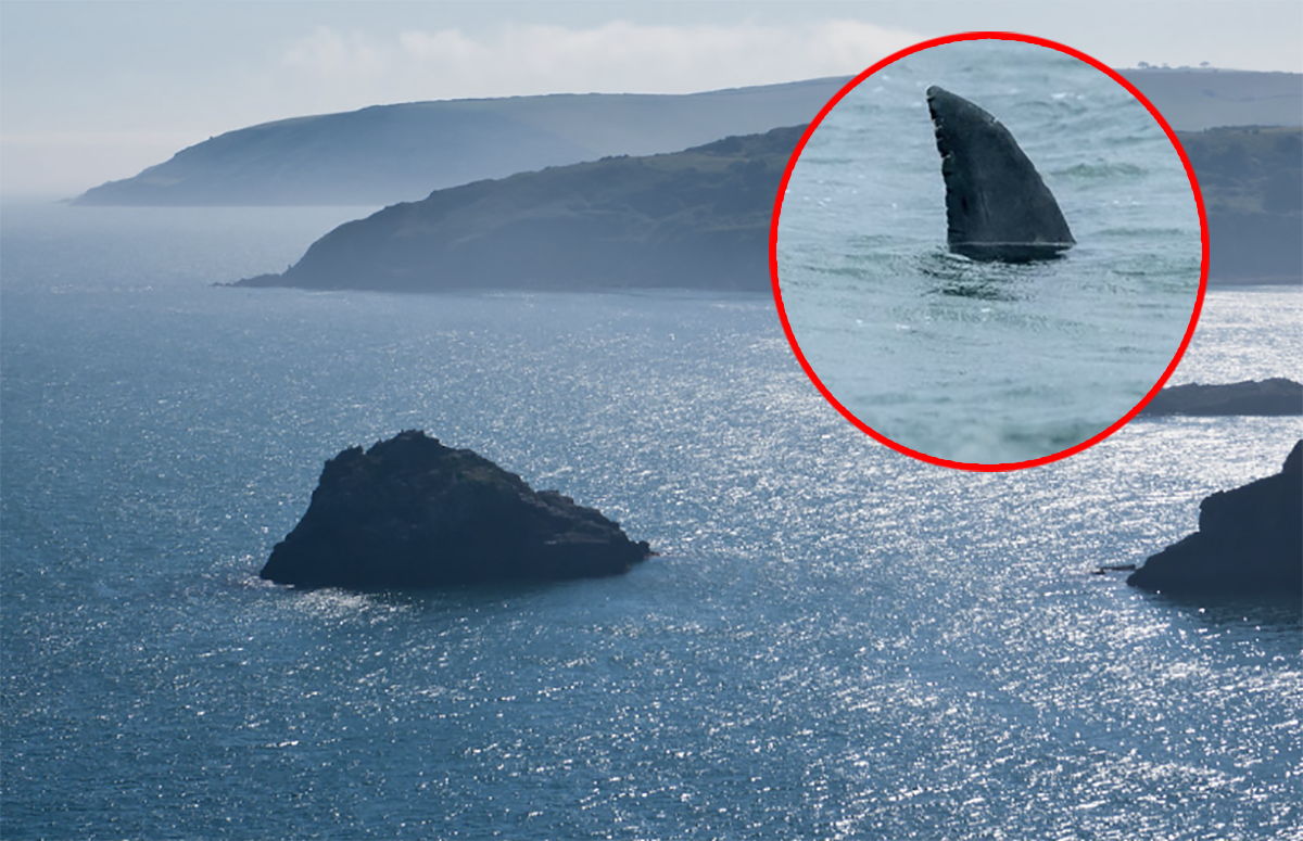 Kapitan łodzi Rob Hughes z Devon Sea Safari zrobił zdjęcia atrapy płetwy rekina