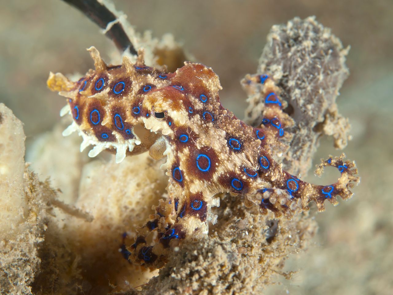 Octopuses from the Hapalochlaena genus mainly inhabit the waters of the Pacific Ocean.