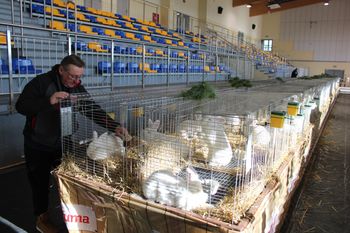 Zdziechowa: Klubowa wystawa królików nowozelandzkich