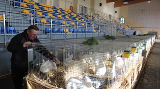 Zdziechowa: Klubowa wystawa królików nowozelandzkich