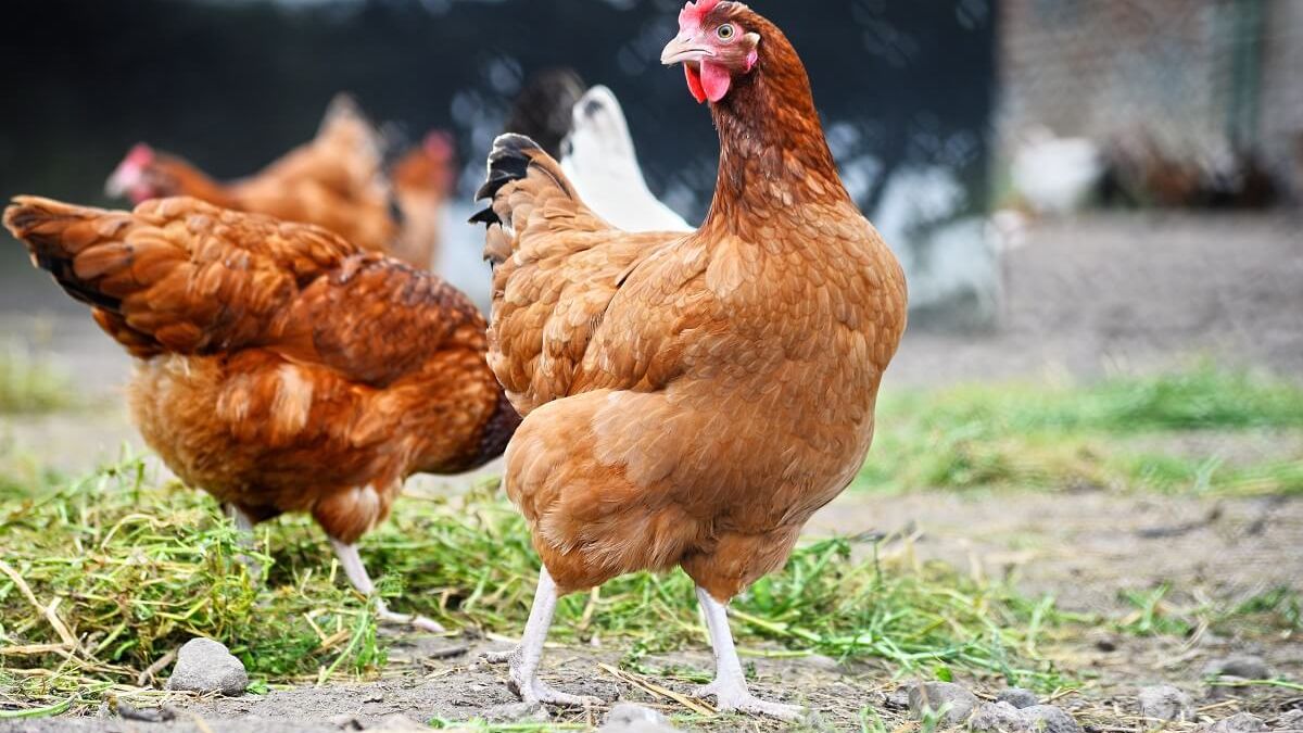 Kury przydomowe będą zwolnione z obowiązku rejestracji do ARiMR