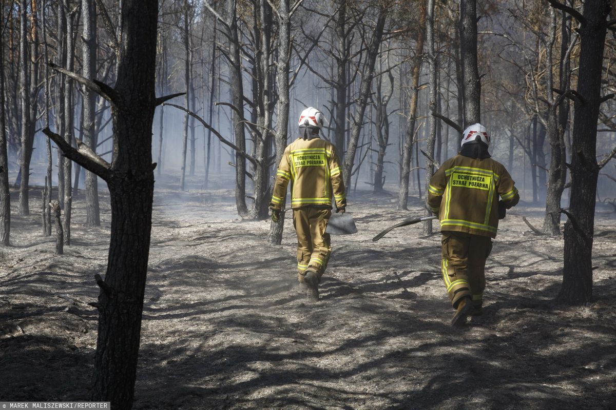 Oszacowano, że tegoroczne pożary lasów przyniosły już ponad 43 mln zł strat.