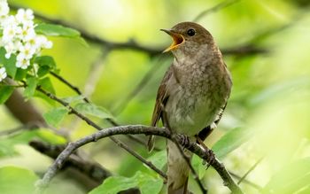 Wiosenny śpiew ptaków: co naprawdę oznaczają ich poranne "koncerty"?