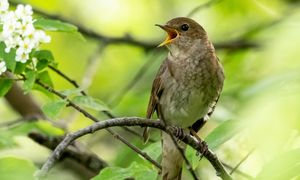 Wiosenny śpiew ptaków: co naprawdę oznaczają ich poranne "koncerty"?