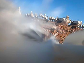 To zdjęcie "zrobił" bocian. Polski patent. "Wyprzedziliśmy Amerykanów"