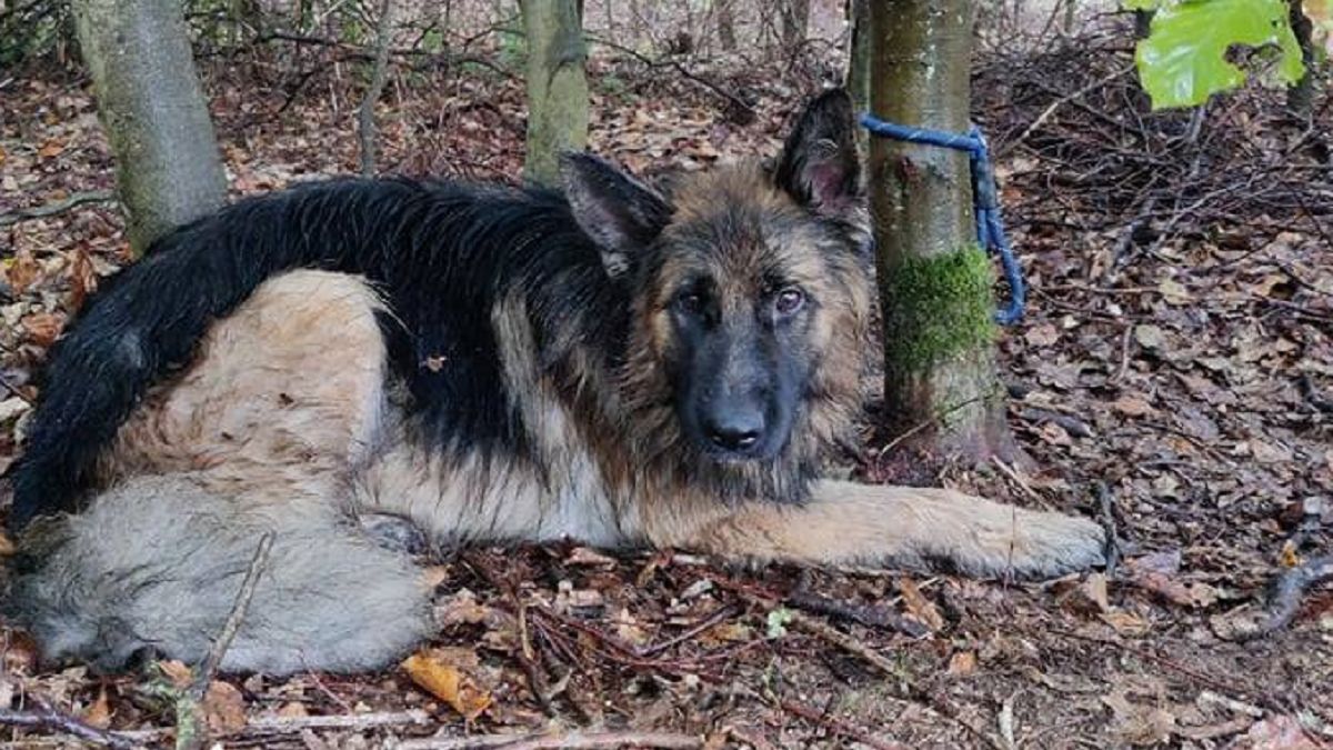 Ktoś przywiązał psa do drzewa w lesie 