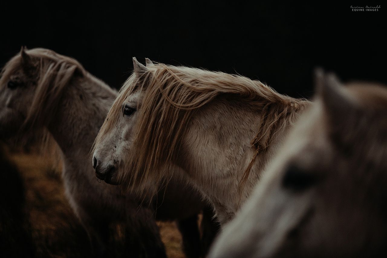 Fotografka spędziła zaledwie 10 minut robiąc zdjęcia koniom, lecz ten czas wystarczył jej do uspokojenia wnętrza. Podczas tego padał delikatny deszcz, który był dla Cariny symbolem oczyszczenia. Gdy słońce chyliło się ku zachodowi, a chmury stawały się coraz ciemniejsze, Maiwald czuła się już zupełnie inaczej.