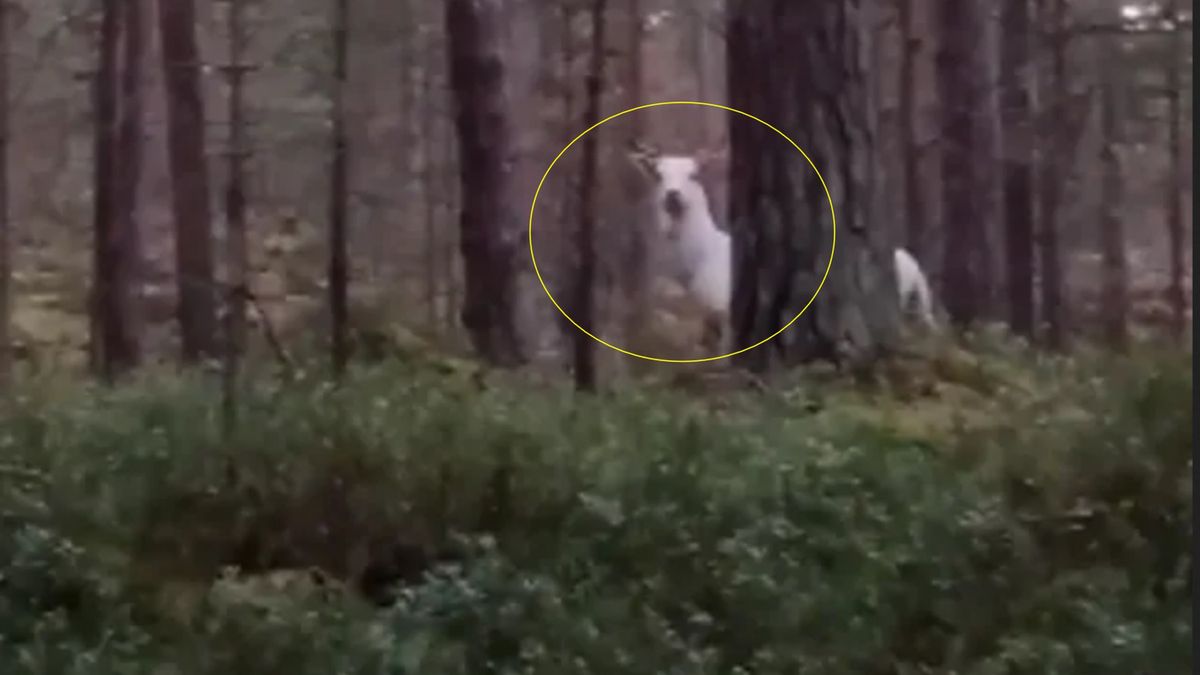 Bliskie spotkanie z Danielem