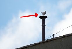 Oczy wszystkich na komin. Pojawił się niespodziewany gość