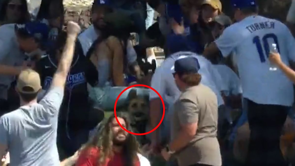 Pies złapał piłkę na meczu baseballa