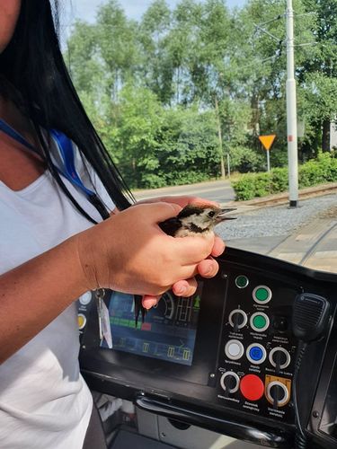 Wrocław. Wyskoczyła z kabiny i uratowała rannego ptaszka. Motornicza bohaterką!