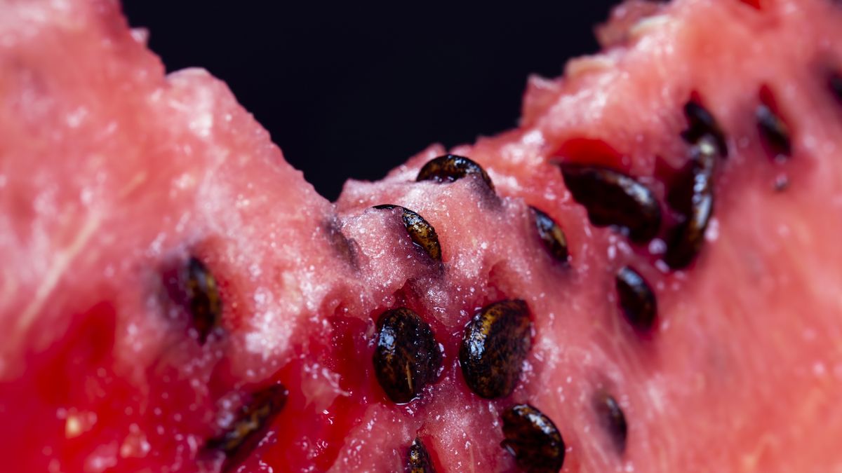 sliced ripe red watermelon with lots of seeds
sliced ripe red watermelon with lots of seeds, the watermelon is ripe and cut into pieces for nutrition
ligora
