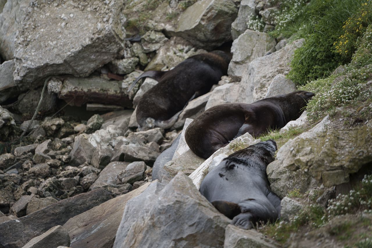 Dead sea lions in the vicinity of Buenos Aires in Argentina - fell victim to bird flu.