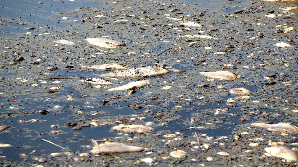 Katastrofa ekologiczna na Odrze