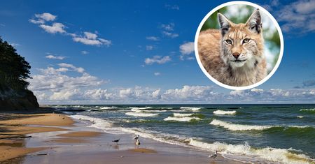 Drapieżnik nad Bałtykiem. "Zdarzają się sytuacje przypominające safari afrykańskie"