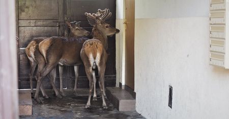 Niezwykły widok w Szczecinie. Jelenie weszły do kamienicy