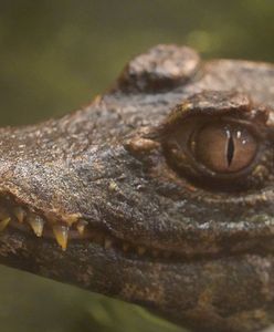 Wrocław. Uratowany kajman trafił do ZOO, ale długo nie zagrzeje tam miejsca