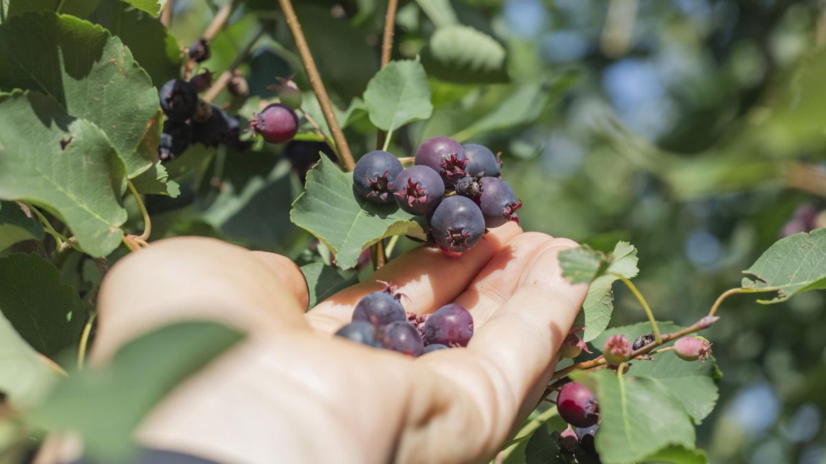 Smakują obłędnie i są zdrowsze niż borówki. Rozglądaj się za tymi owocami