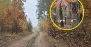 Nagrali to leśnicy. Niesamowite, co wyszło z lasu