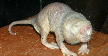 Nietypowi mieszkańcy Gdańskiego Zoo – na świat przyszły golce piaskowe